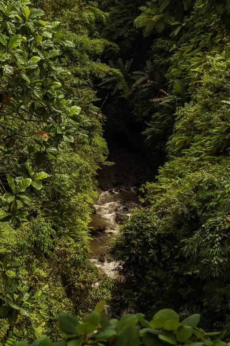 Viceroy Bali Petanu River Ubud