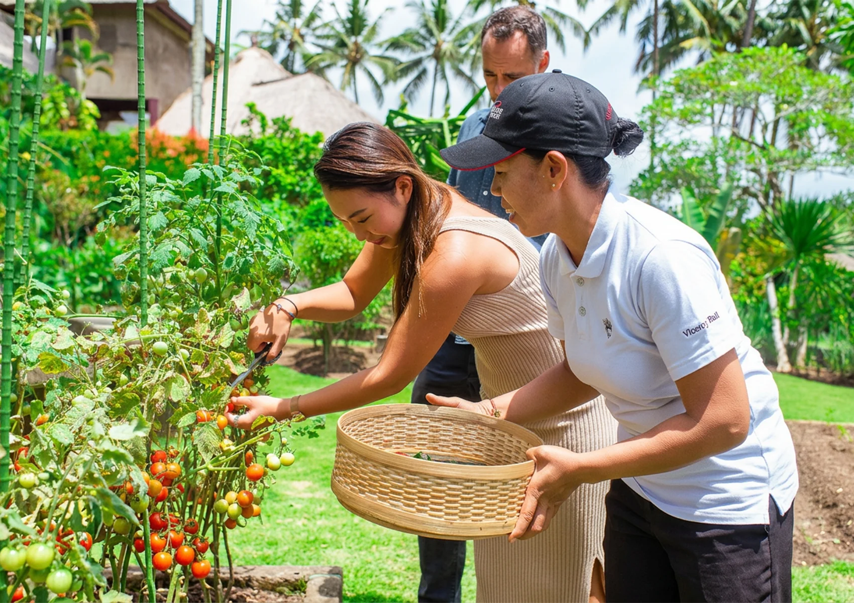 Couple harvesting fresh tomatoes during a cooking class at Viceroy Bali in Ubud surrounded by tropical gardens and rice field scenery.